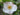 Camellia lutchuensis, the fragrant camellia, small single white flowers with yellow stamens on a twiggy evergreen shrub.