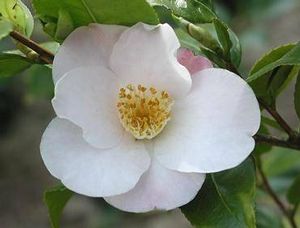 Camellia lutchuensis