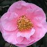 Camellia 'California Dawn', large light-pink semi-double flowers with crepe-like petals on a glossy evergreen camellia.