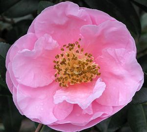 Camellia sasanqua x reticulata 'California Dawn'