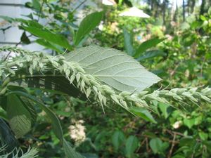 Clethra tomentosa 'Cottondale'