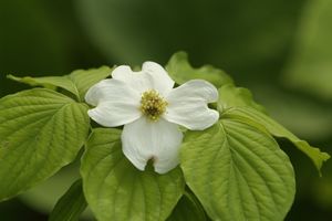 Cornus florida 'Suwanee Squat' low spreading dogwood with white bracts along horizontal limbs