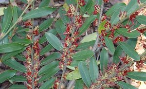 Distylium myricoides Piroche form low spreading isu tree with blue-green evergreen foliage