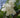 Halesia diptera var. magniflora