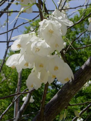 Halesia diptera var. magniflora large-flowered silverbell, large white bell-shaped spring flowers along the branches.