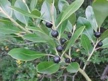 Ilex glabra ‘Nigra’