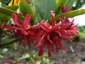 Illicium floridanum 'Halley's Comet' Florida anise, a compact evergreen shrub with dark leaves and deep wine-red star-shaped flowers.