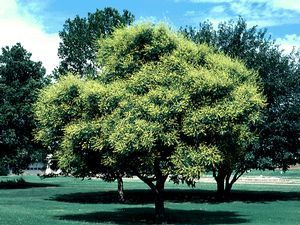 Koelreuteria paniculata, goldenrain tree, airy panicles of golden-yellow summer flowers over a rounded deciduous canopy