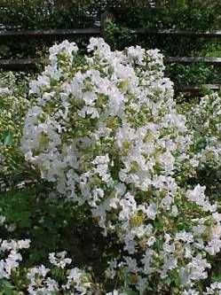 Lagerstroemia indica "Pixie White"
