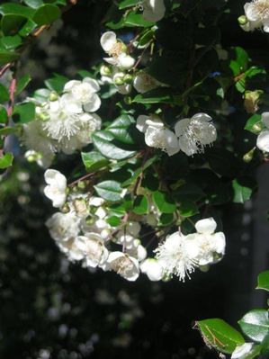Luma apiculata