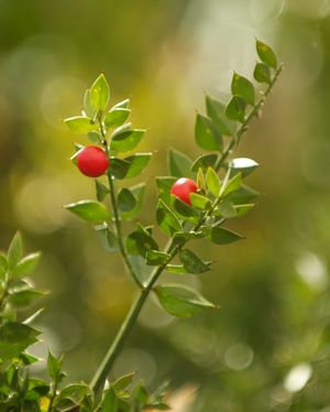 Ruscus aculeatus (Butcher's Broom) stiff spine-tipped evergreen cladodes with a scarlet berry