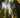Sequoia sempervirens