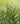 Thuja plicata 'Green Giant'