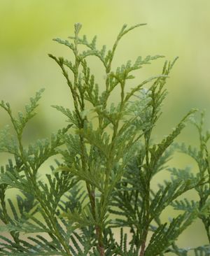 Thuja plicata 'Green Giant'