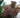 Viburnum luzonicum
