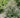 Viburnum x pragense (rhytidophyllum x utile)