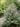Viburnum x pragense (rhytidophyllum x utile)