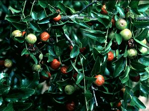 Ziziphus jujuba