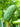 Magnolia acuminata