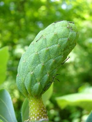 Magnolia acuminata cucumbertree, large tapering green leaves on a tall native shade tree