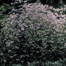 Rhododendron periclymenoides, pinxterbloom azalea, soft pink funnel-shaped flowers with long stamens on a native deciduous shrub.