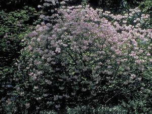 Rhododendron periclymenoides