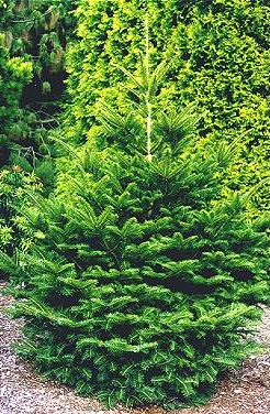 Abies firma (Momi Fir) young evergreen conifer with a narrow pyramidal form and dark green needles