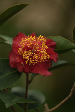 Camellia japonica single red, deep oxblood flower with a bright yellow stamen boss