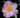 Camellia sasanqua 'Misty Moon'