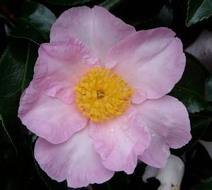 Camellia sasanqua 'Misty Moon', large lavender-pink flower with wavy petals