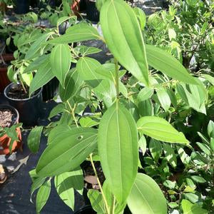 Cinnamomum wilsonii
