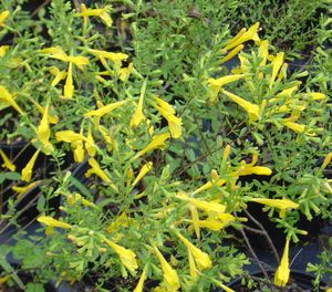 Clinopodium (Satureja) (Calamintha) coccineum ‘Ohoopee Yellow’