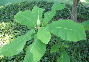 Magnolia ashei x macrophylla hybrid bigleaf magnolia, enormous tropical-looking leaves with a large white flower