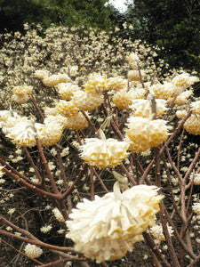 Edgeworthia chrysantha, paper bush, nodding yellow winter flower clusters on bare forking branches.