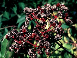 Tetradium (Evodia) danielii