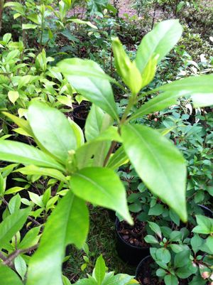Gardenia from Emei Shan, China, upright evergreen with narrow glossy dark green leaves and a single white flower
