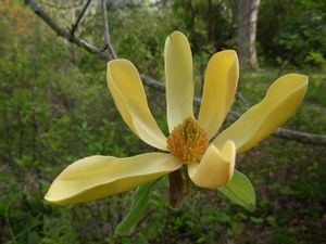 Magnolia cordata yellow cucumbertree, small tulip-shaped canary-yellow flower among green leaves