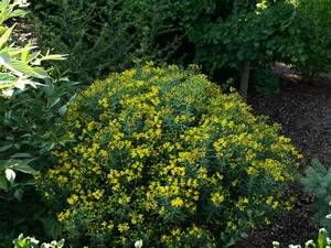 Hypericum kalmianum, Kalm's St. John's Wort, bright golden-yellow flowers over bluish-green leaves on a compact native shrub
