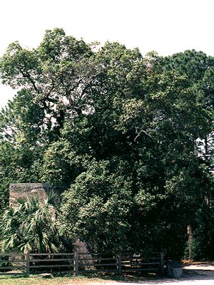 Persea borbonia, redbay, glossy aromatic broadleaf evergreen foliage.