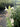 Salvia greggii "Rachel"
