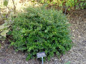 Viburnum obovatum "Miss Schiller's Delight"