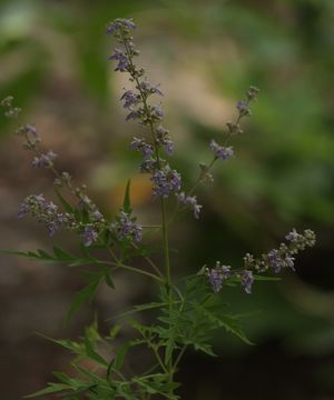 Vitex negundo