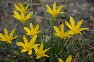 Zephyranthes flavissima