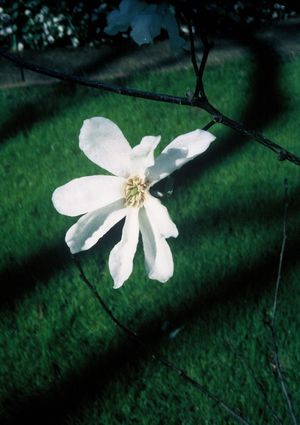 Magnolia kobus kobus magnolia, white flowers on bare branches in early spring