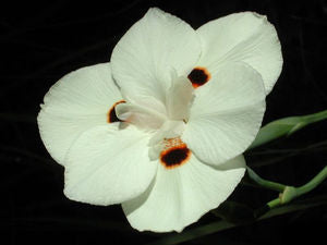 Dietes bicolor African iris pale yellow flower with dark brown center above sword-shaped evergreen foliage
