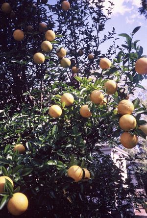 Citrus 'Troyer', Troyer citrange, baseball-sized oranges on a thorny semi-evergreen tree.