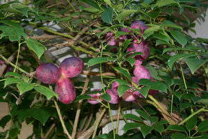 Holboellia coriacea