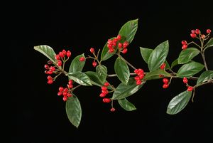 Viburnum sempervirens