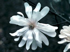 Magnolia stellata 'Royal Star' star magnolia, white many-petaled star flowers on bare early-spring branches