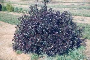Rhaphiolepis umbellata 'Blueberry Muffin' Indian hawthorn, white spring flowers and blue-black fruit on glossy evergreen foliage.